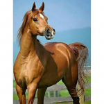 DIY hobune 5d teemantmaal t&auml;isring puur Rhinestone loom teemant tikandid ristpistes komplektid seinakunst Kodukaunistuse kingitus Full Round 20x30CM