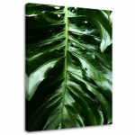 Feeby l&otilde;uendiprint, Monstera taime sile leht 40x60 roheline