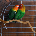 Naturaalsest puidust papagoi ahvena alus v&auml;ikestele lindudele &ndash; ronimis- ja m&auml;nguasi