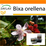 SAFLAX - Aed kotis - Huulepulgapuu - 20 seemet - Substraadiga sobivas p&uuml;stijas kotis - Bixa orellena