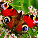 DIY Butterfly 5D Teemantmaal T&auml;is&uuml;mmargune puur Lill Teemanttikandid Ristpistes Mosaiik Toakaunistus Seinakunst Kingitus Full Round 20x20CM