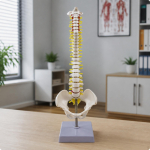 Selgroog koos seljaajun&auml;rvidega Meditsiiniline Ristluu Hariduslik Kiropraktikutele, gray