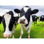 DIY lehm 5D teemantmaal T&auml;is &uuml;mmargune vaigukivid mosaiik loom p&auml;evalill teemanttikandid ristpistes kodukaunistus 20X30CM punane