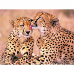 DIY 5D Teemantmaaling Loomade ristpistes Leopardid Teemantkunst tikandid T&auml;is&uuml;mmargune puur K&auml;sit&ouml;&ouml; Kodukaunistus K&auml;sitsi kingitus Full Round 15x20CM