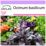 SAFLAX - Punane basiilik - 200 seemet - Ocimum basilicum