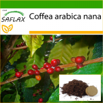 SAFLAX - K&auml;&auml;buskohv - 8 seemet - Potisubstraadiga paremaks kasvatamiseks - Coffea arabica nana