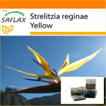 SAFLAX - Aed kotis - Kollane Strelitzia Mandela kuld - 4 seemet - Substraadiga sobivas p&uuml;stises kotis - Strelitzia reginae Kollane