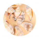 50 g kestade kaunistused K&otilde;rge vastupidavusega loominguline kuju Atraktiivne praktiline naturaalne karbikarp Mini isetegemise k&auml;sit&ouml;&ouml; &otilde;ppetarbed 9