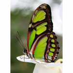 Isetegija 5D teemantmaaling t&auml;isring puur liblikas teemanttikandid mosaiikristpiste komplekt kodukaunistuseks seinakunsti kingitus Full Round 20x30CM