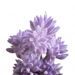 Yousheng 1tk kunstlik sukulenttaim v&otilde;ltsitud mini meisterdamine k&auml;sit&ouml;&ouml;na kodukontori hotellikaunistus punane