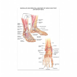Anatoomilise lihass&uuml;steemi plakat Inimkeha anatoomia diagramm Meditsiiniline hariduslik l&otilde;uend koolide sisekujunduseks 40x50cm