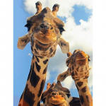 Uus 5D DIY Teemantmaaling Kaelkirjak Teemanttikandid Loomad Ristpistes T&auml;is&uuml;mmargune puur Kodukaunistus K&auml;sitsi Kunst Kingitus Full Round 15x20CM