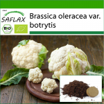 SAFLAX &ndash; Orgaaniline &ndash; Lillkapsas &ndash; Lumepall &ndash; 70 seemet &ndash; Potisubstraadiga paremaks kasvatamiseks &ndash; Brassica oleracea