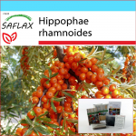 SAFLAX - Kingikomplekt - Astelpaju - 40 seemet - Koos kinkekarbi, kaardi, etiketi ja potisubstraadiga - Hippophae rhamnoides