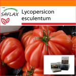 SAFLAX - Aed kotis - Tomat - Costoluto Genovese - 10 seemet - Substraadiga sobivas p&uuml;stises kotis - Lycopersicon esculentum