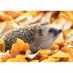 DIY Hedgehog 5D Teemantmaal t&auml;isring puur Loom Teemanttikandid Mosaiik Ristpistes Seinakunst Kodukaunistuse kingitus Full Round 20x30CM