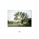 Puu P&otilde;hjamaade l&otilde;uend Maalimine P&auml;ikesevalgus Loodus Maastik Plakat Hommik P&auml;ikeset&otilde;us Muru Seina Kunstitr&uuml;kk Skandinaavia Dekoratsioon Pilt A4 21x30cm No Frame