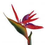 Kunstlillede paradiisilind V&otilde;ltstaimede siidist Strelitzia Reginae kodukaunistus punane