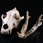 Wolf Skull Resin Head Skeleton Figurine Aquarium Home Decor