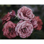 5D DIY Teemant-kastepiisalilled Teemantmosaiigist ristpistega kividekoratsioon 20X30CM