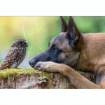 5D DIY Teemantmaaling Koera ja linnu ristpistete komplekt Mosaiik Teemanttikandid Roos T&auml;is&uuml;mmargune/ruudukujuline puur Kodukaunistus Round 20x30cm