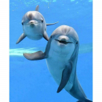 5D Teemantmaaling Delfiin T&auml;is&uuml;marad teemanttikandid Loomad Pildid Rhinestones Mosaiik Ristpistes K&auml;sitsi valmistatud kingitus Full Round 30x40CM