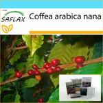 SAFLAX - Kingikomplekt - P&auml;kapikukohv - 8 seemet - Koos kinkekarbi, kaardi, etiketi ja potisubstraadiga - Coffea arabica nana