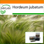 SAFLAX - Aed kotis - Rebasesaba oder / Orava saba - 70 seemet - Substraadiga sobivas p&uuml;stises kotis - Hordeum jubatum