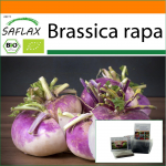 SAFLAX - Aed kotis - Mahe - Naeris - Milano lilla - 600 seemet - Substraadiga sobivas p&uuml;stises kotis - Brassica rapa