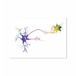 Neuron Watercolor Neuroscience Neurology Seinakunst Plakat Prindi Aju anatoomia Meditsiin L&otilde;uend Maali Synapse Kliinik Ruumi sisustus 70x100cm No Framed