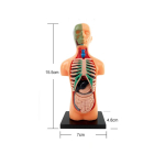 Inimese torso kehamudel anatoomia anatoomiline meditsiiniline siseorganid &otilde;petamiseks