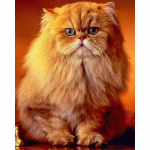 Armas kassi 5d isetehtud teemanttikandid t&auml;isringi teemantmaal 20X30CM