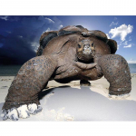 5D-teemantmaal t&auml;isrombist kividest loom merikilpkonn  tikandid ristpistes 20X30CM