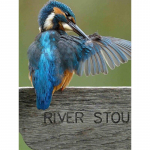 Uus 5D DIY Teemantmaaling Lind Teemanttikandid Loomad Ristpistes T&auml;is&uuml;mmargused puurid K&auml;sit&ouml;&ouml; Kodukaunistused K&auml;sitsi kingitus Full Round 15x20CM