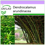 SAFLAX &ndash; okasbambus &ndash; 50 seemet &ndash; Dendrocalamus arundinacea