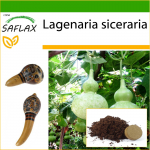 SAFLAX - Pudelk&otilde;rvits - 15 seemet - Potisubstraadiga paremaks kasvatamiseks - Lagenaria siceraria