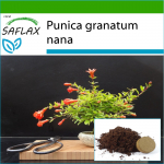 SAFLAX - Bonsai - K&auml;&auml;bus granaat&otilde;un - 50 seemet - Potisubstraadiga paremaks kasvatamiseks - Punica granatum nana