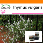 SAFLAX - Aed kotis - Harilik t&uuml;&uuml;mian - 200 seemet - Substraadiga sobivas p&uuml;stijas kotis - Thymus vulgaris