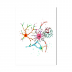 Neuron Watercolor Neuroscience Neurology Seinakunst Plakat Prindi Aju anatoomia Meditsiin L&otilde;uend Maali Synapse Kliinik Ruumi sisustus 70x100cm No Framed