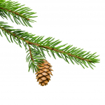 10 Graines d'Epic&eacute;a du Japon (Picea jezoensis)