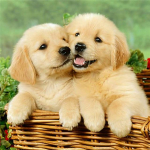 5D teemantmaal t&auml;isteemanttikandid kodukaunistus multikas loomade kingitus tikandid 60x60CM valge