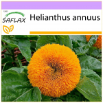 SAFLAX - K&auml;&auml;busp&auml;evalill - 40 seemet - Helianthus annuus