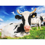 DIY Lehma Teemantmaal T&auml;isringi puur Loom Mosaiik Teemanttikandid Ristpistete komplektid Rhinestones Seinakleebis Kodukaunistus Full Round 20x30CM