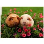 5D isetehtud teemantmaali t&auml;is&uuml;mmarguse ristpistega komplektid armsate loomade merisea mustritega tikandid 20X30CM