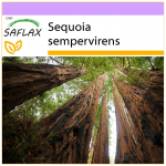 SAFLAX &ndash; Rannikusekvoia &ndash; 50 seemet &ndash; Sequoia sempervirens