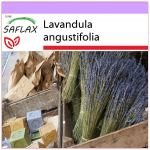 SAFLAX &ndash; Inglise lavendel &ndash; 150 seemet &ndash; Lavandula angustifolia