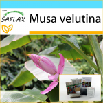 SAFLAX - Kinkekomplekt - Pink Velvet Banana - 8 seemet - Koos kinkekarbi, kaardi, etiketi ja potisubstraadiga - Musa velutina