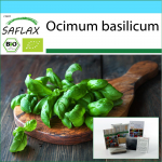 SAFLAX &ndash; kinkekomplekt &ndash; Orgaaniline &ndash; Genovese basiilik &ndash; 800 seemet &ndash; Koos kinkekarbi, kaardi, etiketi ja potisubstraadiga &ndash; Ocimum basilicum