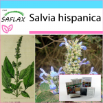 SAFLAX &ndash; kinkekomplekt &ndash; Mehhiko Chia &ndash; 500 seemet &ndash; Koos kinkekarbi, kaardi, etiketi ja potisubstraadiga &ndash; Salvia hispanica