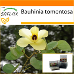 SAFLAX - Aed kotis - Kollane orhideepuu - 30 seemet - Substraadiga sobivas p&uuml;stijas kotis - Bauhinia tomentosa
